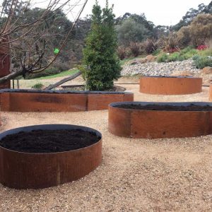 Tree Rings